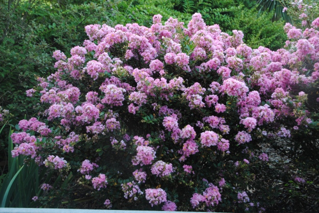 'Gamad V' makes a very uniform shrub, attractive in all seasons.