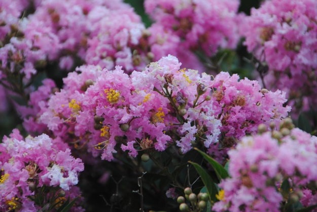 Masses of frothy pink flowers cover the plant like cotton candy.